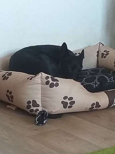 Wann stehen eure Hunde auf ?-Beitrag-Bild