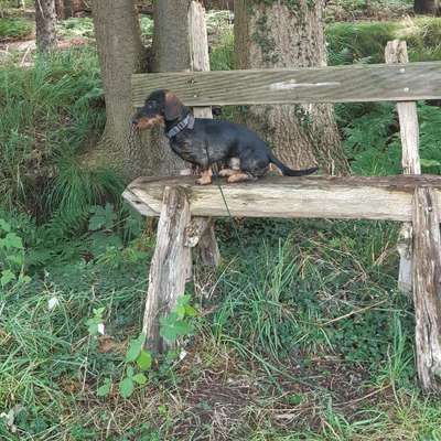 Hundeauslaufgebiet-Roggenmoor-Bild