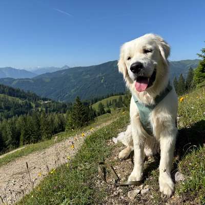 Hundetreffen-Hundewandern Anninger-Bild