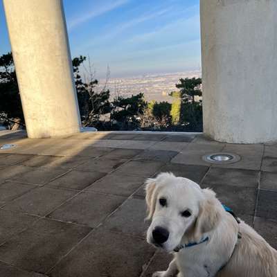 Hundetreffen-Spazieren / Wandern Meiereiwiese-Bild