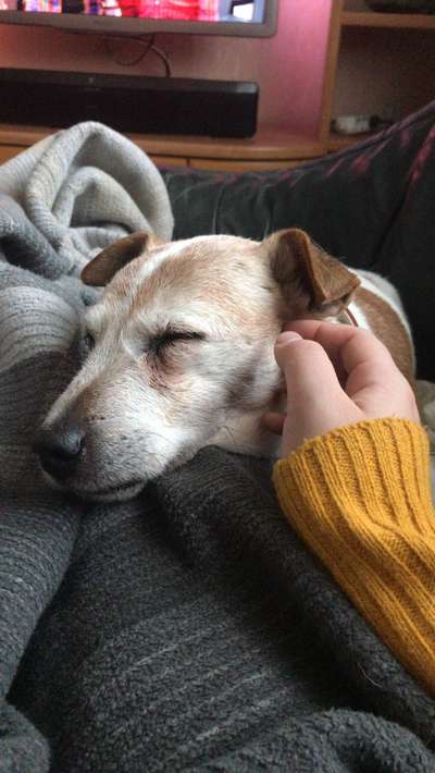 euer ältester Hund ?-Beitrag-Bild