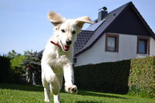 Foto's und Hundemodels-Beitrag-Bild