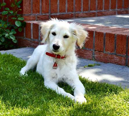 Foto's und Hundemodels-Beitrag-Bild