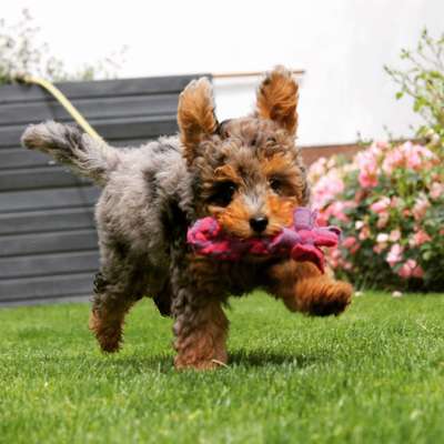 Foto's und Hundemodels-Beitrag-Bild