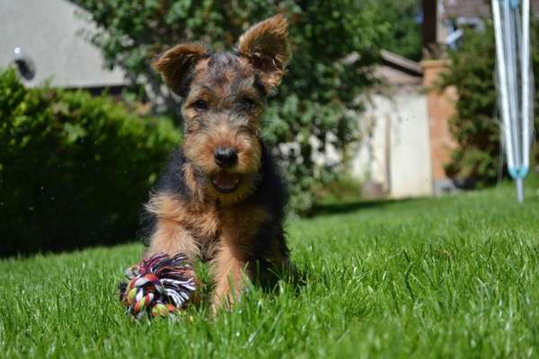 Foto's und Hundemodels-Beitrag-Bild