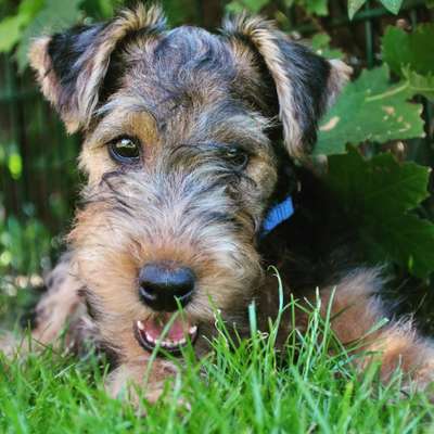 Foto's und Hundemodels-Beitrag-Bild