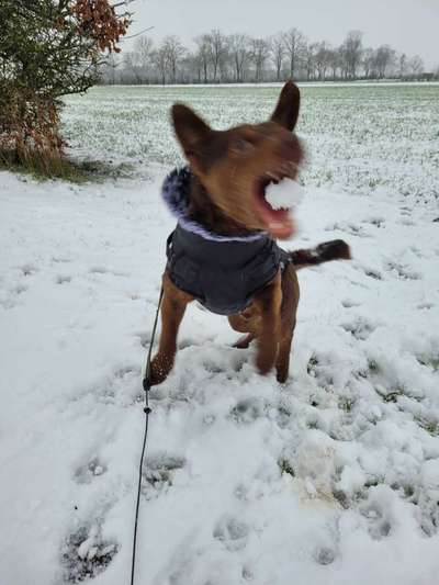 Dogorama Photo Challenge - Hunde in Action-Beitrag-Bild