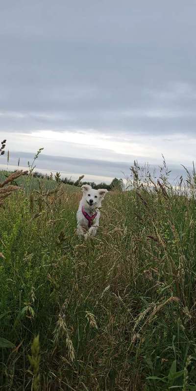 Dogorama Photo Challenge - Hunde in Action-Beitrag-Bild