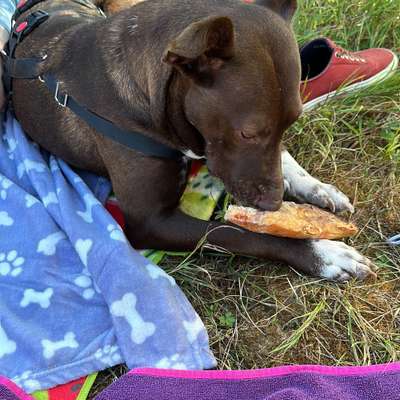 Hundetreffen-Gassi- /traingspartner / Freundschaft-Bild