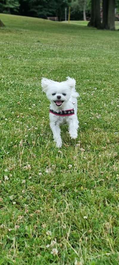 Dogorama Photo Challenge - lustigste Grimasse-Beitrag-Bild