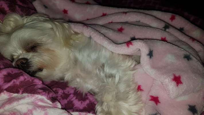 Darf der Hund bei Euch im Bett schlafen?-Beitrag-Bild