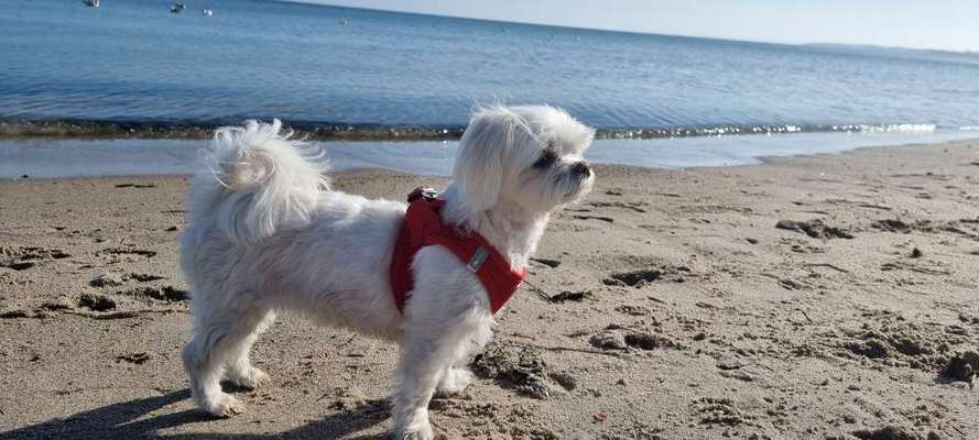 Dogorama Photo Challenge - Tierischer Urlaub-Beitrag-Bild