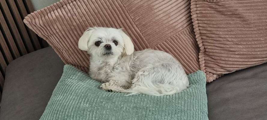 Wie kamst du zu deinem Hund?-Beitrag-Bild