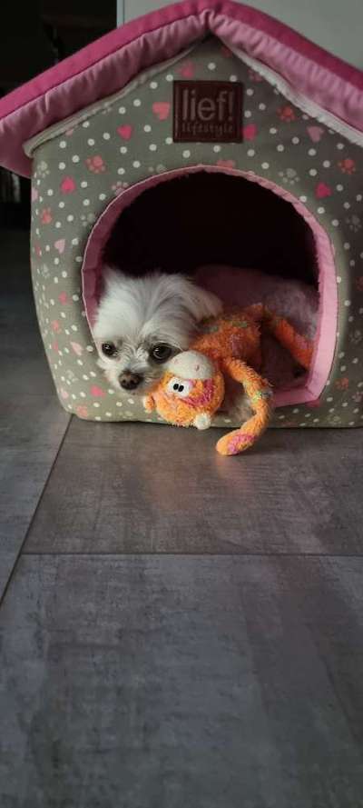 23. Handy Foto-Challenge-Beitrag-Bild