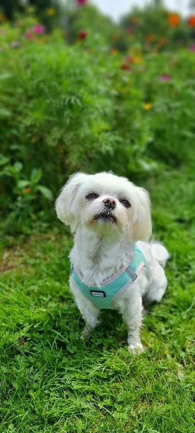 Dogorama Photo Challenge - Hundeblick zum hinschmelzen-Beitrag-Bild