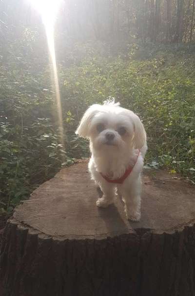 Dogorama Photo Challenge - Portrait-Beitrag-Bild