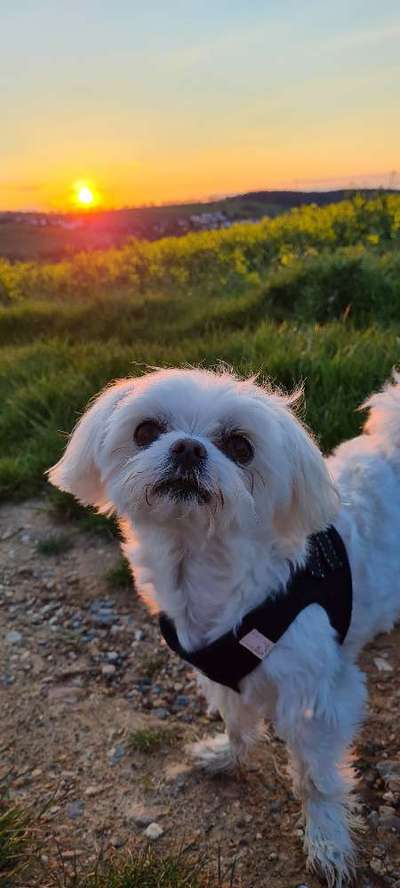 Curli Geschirr-Beitrag-Bild