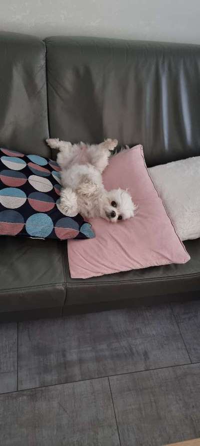 Dogorama Photo Challenge - Zeigt her eure Bäuche-Beitrag-Bild