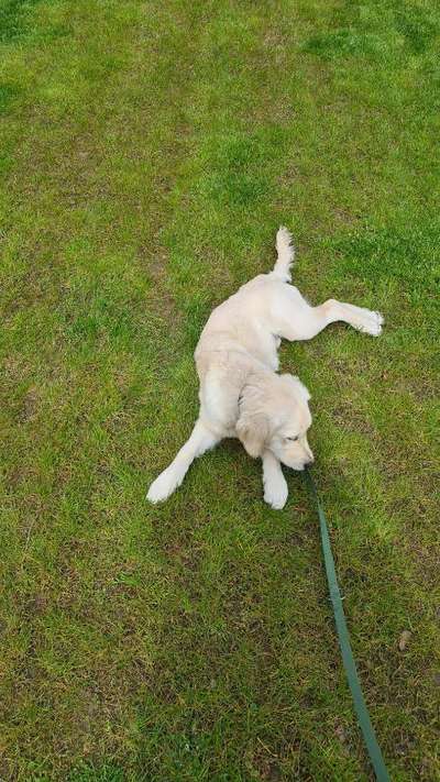 Hund bleibt einfach sitzen und geht nicht weiter-Beitrag-Bild