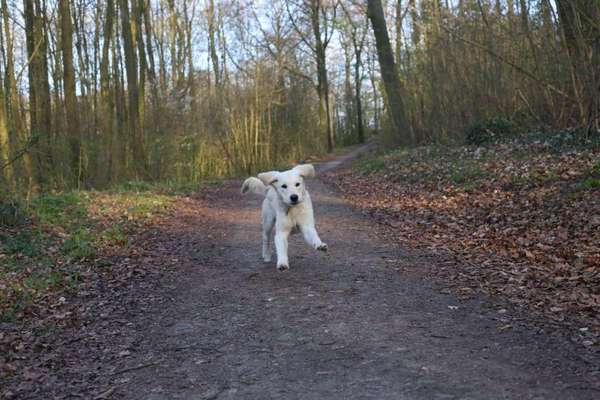 Hund bleibt einfach sitzen und geht nicht weiter-Beitrag-Bild