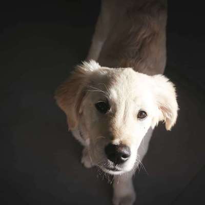 Wo sind die Golden Retriever Liebhaber?-Beitrag-Bild