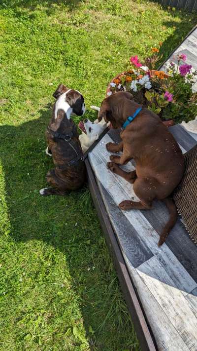 Hundetreffen-Welpengruppe-Bild