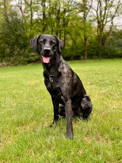 Giftköder-Hundetraining mit Herz & Verstand-Bild
