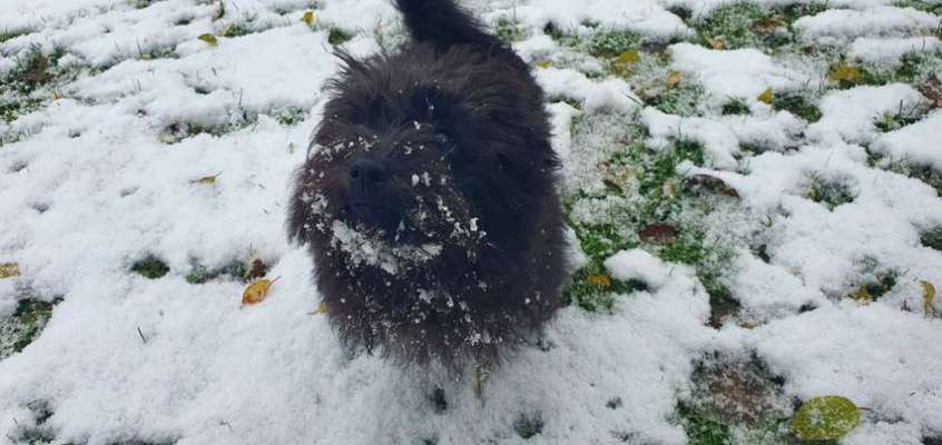 Dogorama Photo Challenge - Es wird nochmal kalt!-Beitrag-Bild