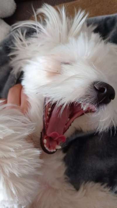 Dogorama Photo Challenge - Mäulchen auf-Beitrag-Bild