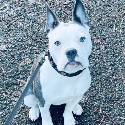 Hundetreffen-Gassi gehen und spielen-Bild