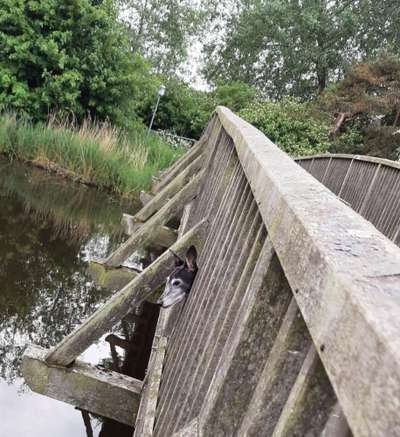 Windhunde - Treffen der besonderen Schönheiten
HERZLICH WILLKOMMEN-Beitrag-Bild