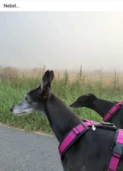 Windhunde - Treffen der besonderen Schönheiten
HERZLICH WILLKOMMEN-Beitrag-Bild