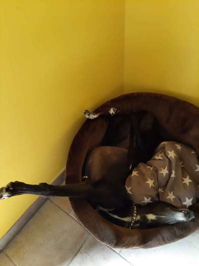 Windhunde - Treffen der besonderen Schönheiten
HERZLICH WILLKOMMEN-Beitrag-Bild