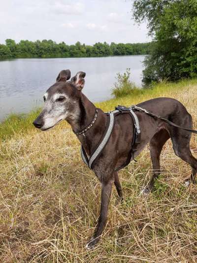 Windhunde - Treffen der besonderen Schönheiten
HERZLICH WILLKOMMEN-Beitrag-Bild