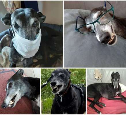 Windhunde - Treffen der besonderen Schönheiten
HERZLICH WILLKOMMEN-Beitrag-Bild