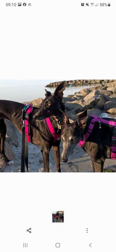 Windhunde - Treffen der besonderen Schönheiten
HERZLICH WILLKOMMEN-Beitrag-Bild