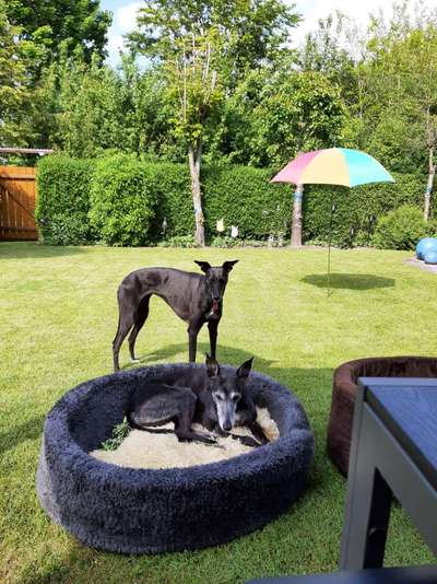 Windhunde - Treffen der besonderen Schönheiten
HERZLICH WILLKOMMEN-Beitrag-Bild