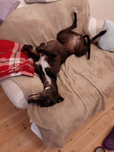 Zeige das lustigste Bild eures Hundis-Beitrag-Bild