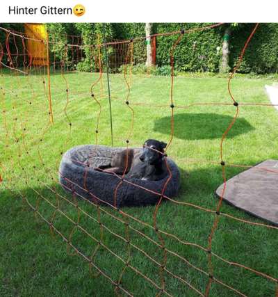 Windhunde - Treffen der besonderen Schönheiten
HERZLICH WILLKOMMEN-Beitrag-Bild