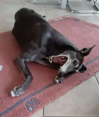 Zeige das lustigste Bild eures Hundis-Beitrag-Bild