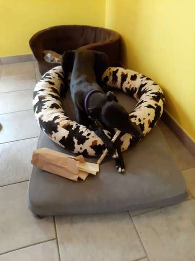 Windhunde - Treffen der besonderen Schönheiten
HERZLICH WILLKOMMEN-Beitrag-Bild