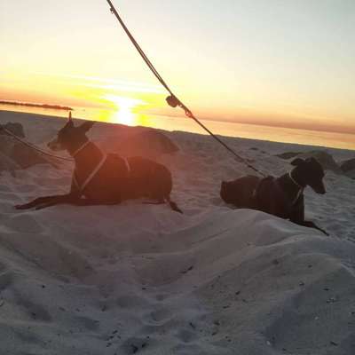 Windhunde - Treffen der besonderen Schönheiten
HERZLICH WILLKOMMEN-Beitrag-Bild