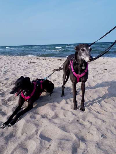 Hunde im Urlaub-Beitrag-Bild