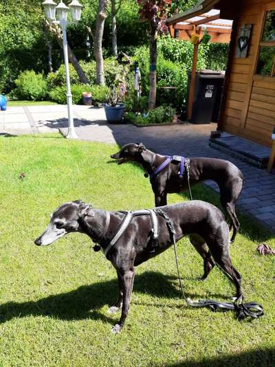 Windhunde - Treffen der besonderen Schönheiten
HERZLICH WILLKOMMEN-Beitrag-Bild