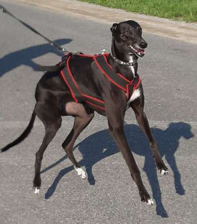 Windhunde - Treffen der besonderen Schönheiten
HERZLICH WILLKOMMEN-Beitrag-Bild