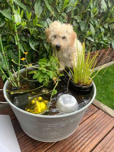 Die Dogorama Monats Challenge "Es grünt und blüht"-Beitrag-Bild