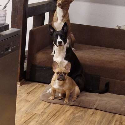 Mischlinge raten - Rätselspaß-Beitrag-Bild