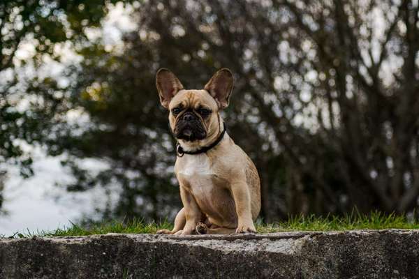 Französische Bulldoggen-Beitrag-Bild
