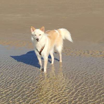 Schäferhund-Beitrag-Bild