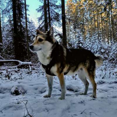 Die Dogorama Kalender Challenge Teil 2/4-Beitrag-Bild